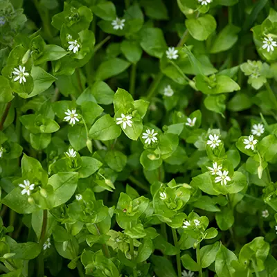 chickweed