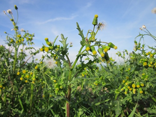 groundsel