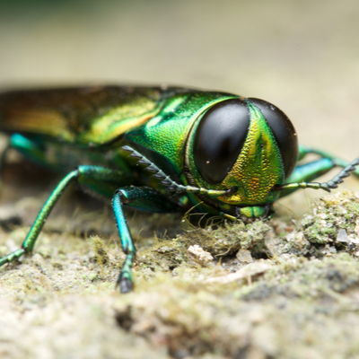 emerald ash borer bug 