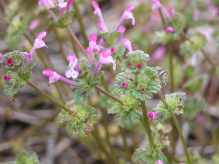 henbit