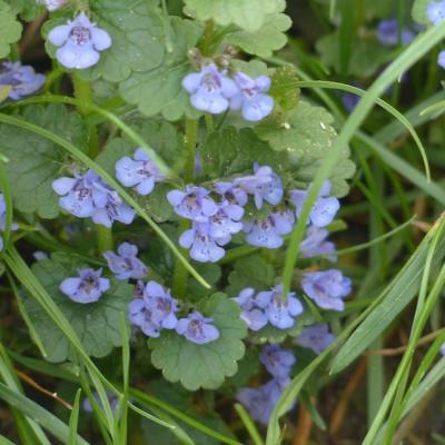 ground ivy