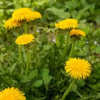 dandelion