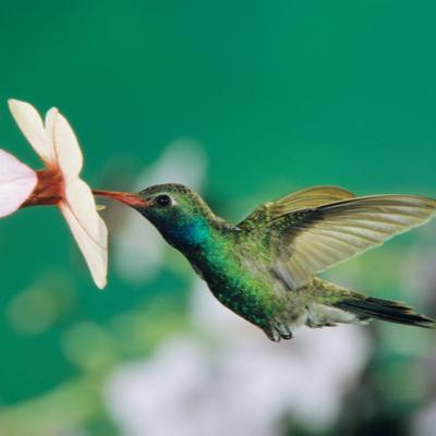 hummingbird and flower