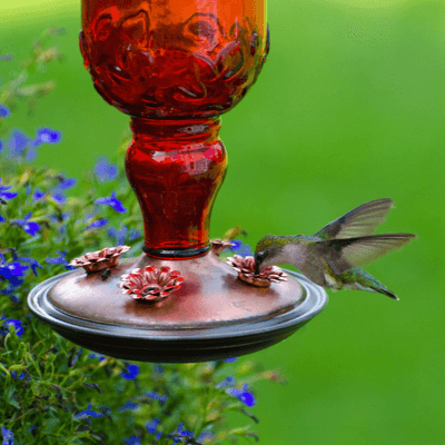 hummingbird feeder