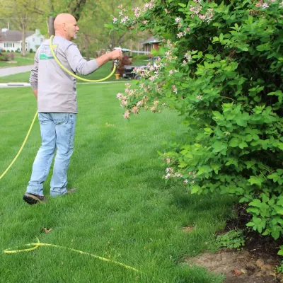 tech spraying healthy tree