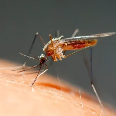 mosquito on someone's arm