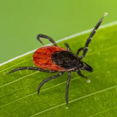flea and tick control - tick on grass