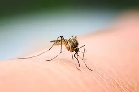 mosquito on someone's arm
