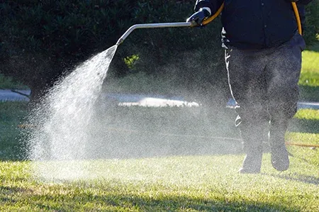 spraying lawn for weeds
