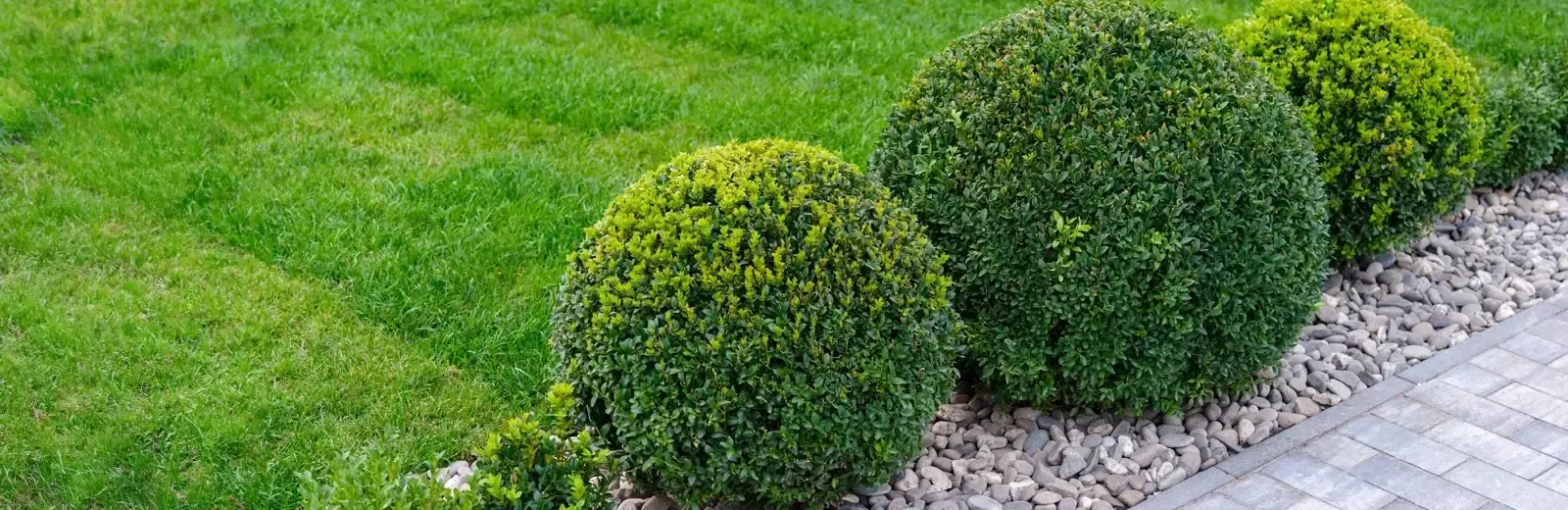 healthy well maintained green shrubs