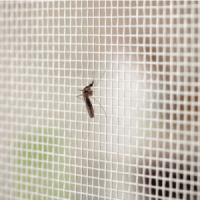 mosquito on door