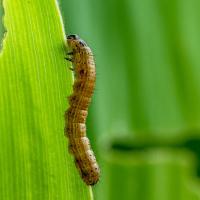 armyworm
