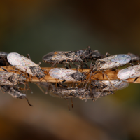 several chinch bugs on a stick 