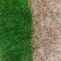 Healthy vs dead grass comparison
