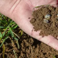 hand holding white grubs in soil 