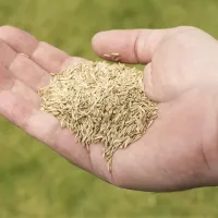grass seed for kansas city