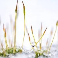 snow covering plant in the winter time