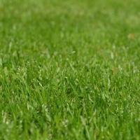 Lawn in Kansas City