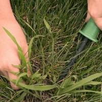 pulling weeds