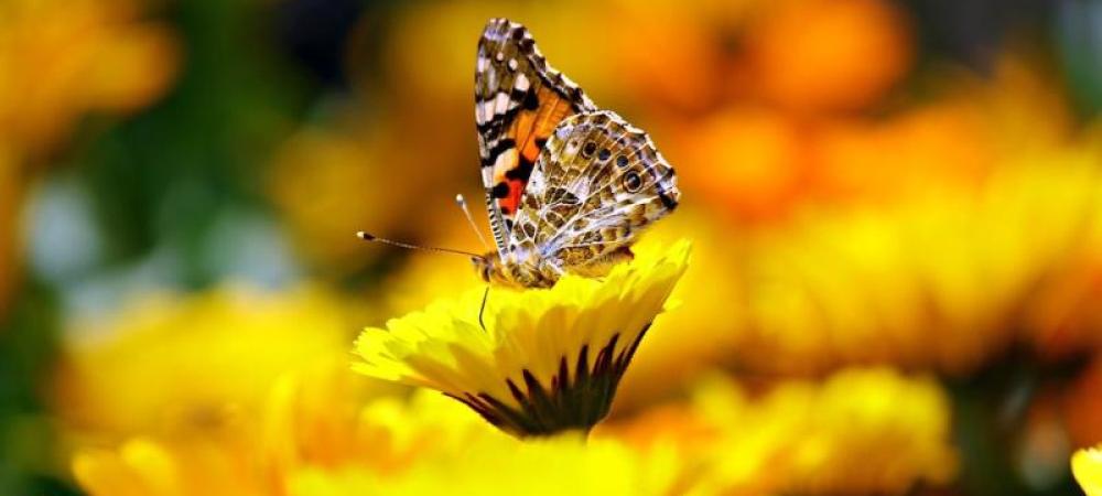 butterfly pollinating