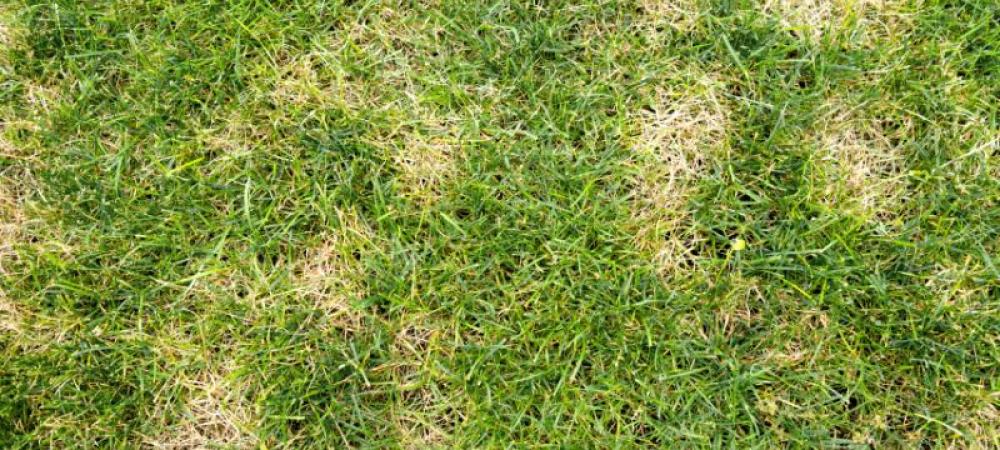 lawn with brown spots
