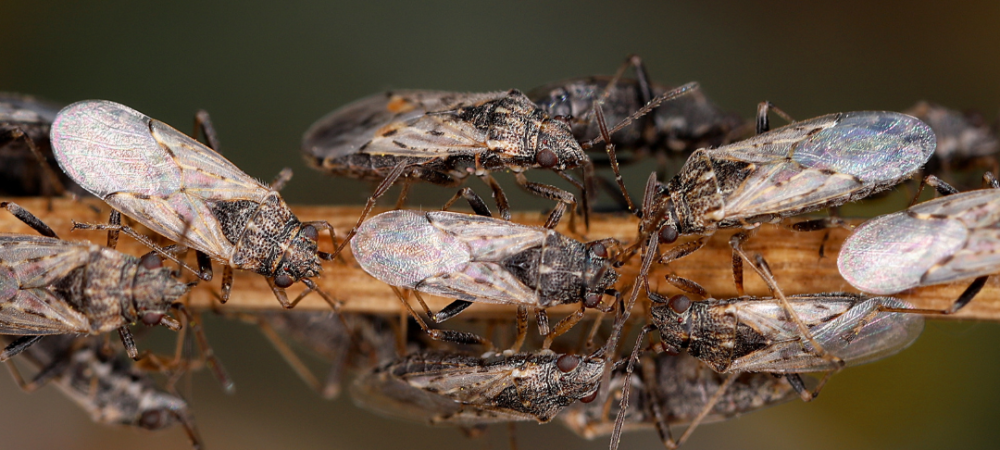 several chinch bugs on a stick 