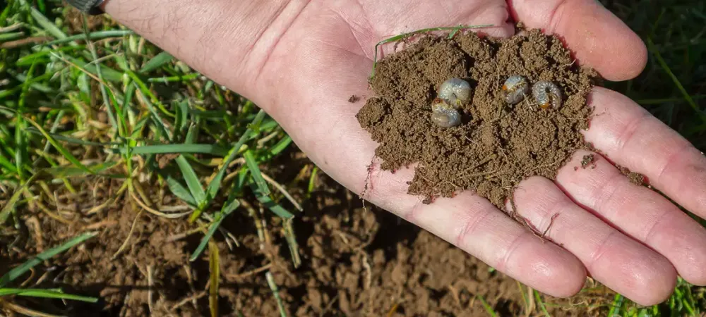 hand holding white grubs in soil