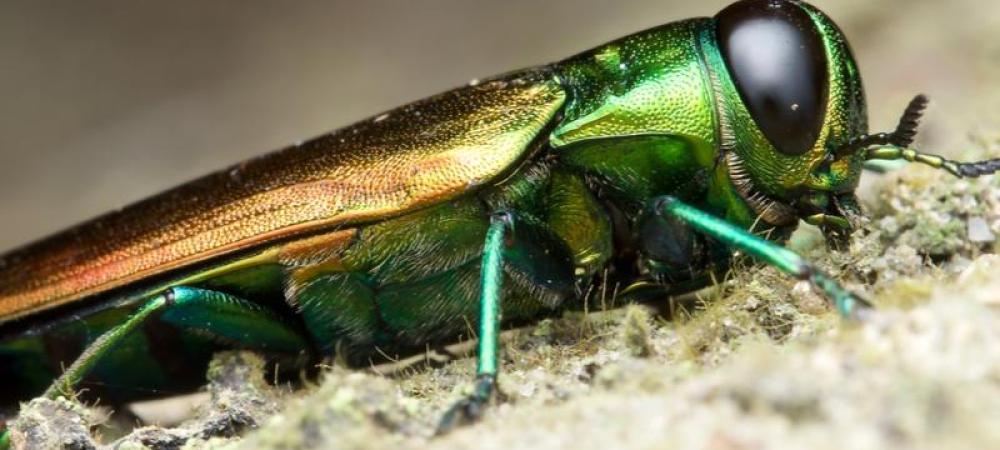 emerald ash borer laying down 