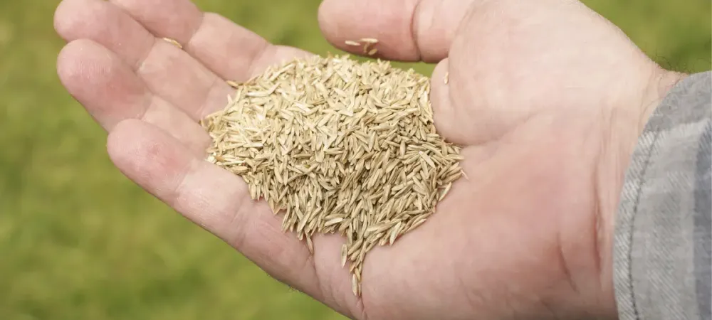 grass seed for kansas city