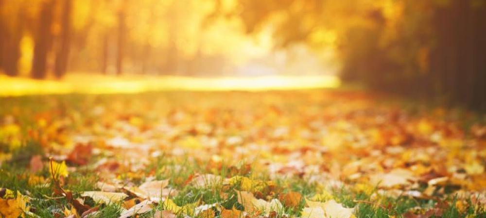 Fall lawn with leaves covering it