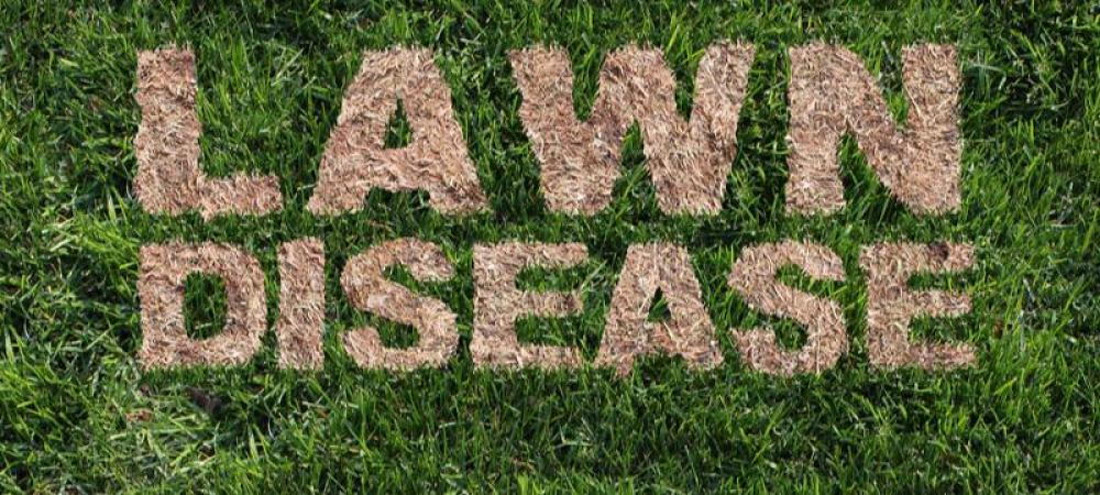 the words lawn disease imprint in the grass