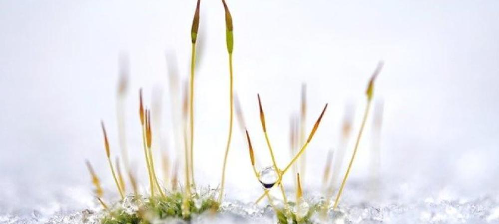 snow covering plant in the winter time