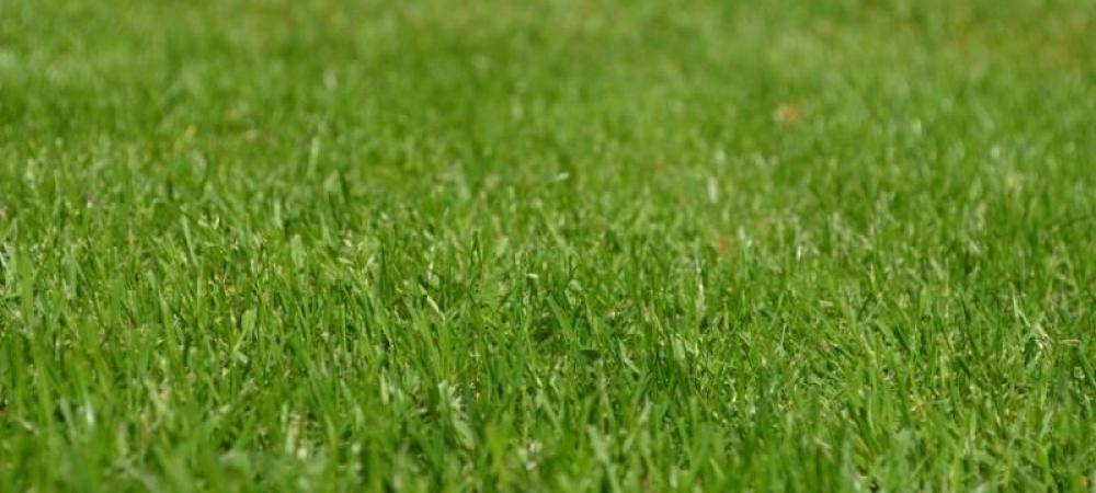 Lawn in Kansas City