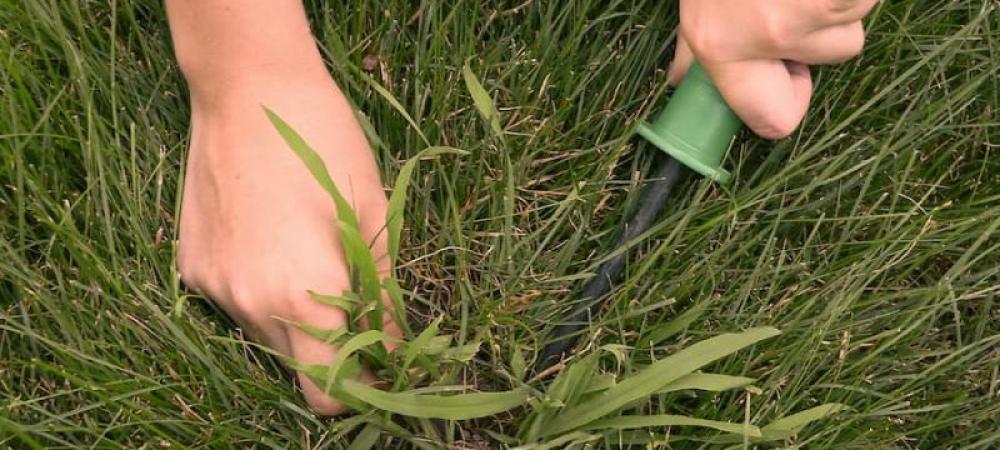 pulling weeds