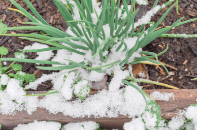 snow on weeds