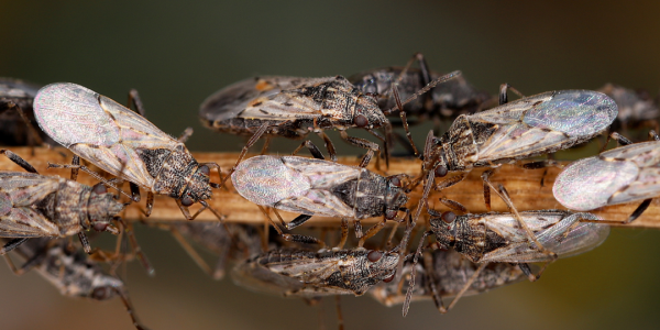 several chinch bugs on a stick 
