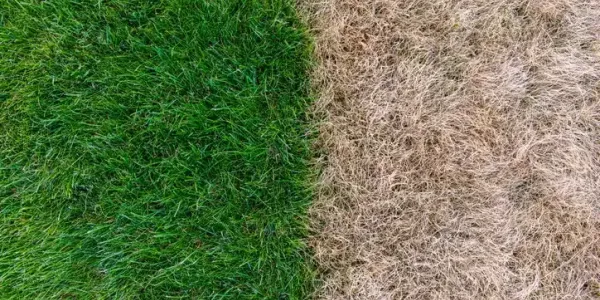 Healthy vs dead grass comparison