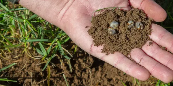 hand holding white grubs in soil 