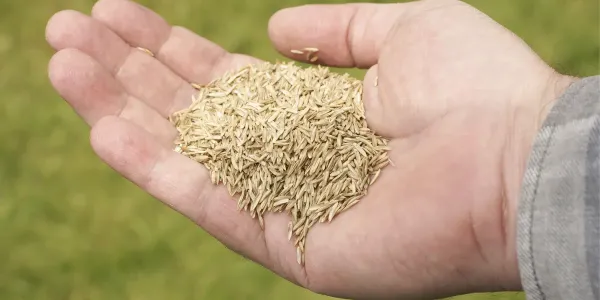 grass seed for kansas city