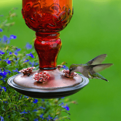 hummingbird feeding from a feeder