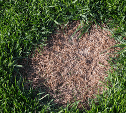 brown patch