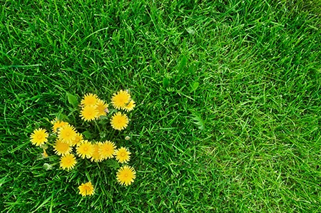 weeds in grass