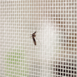 mosquito on a screen