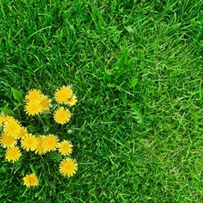 weeds in grass