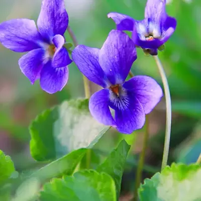 wild violet