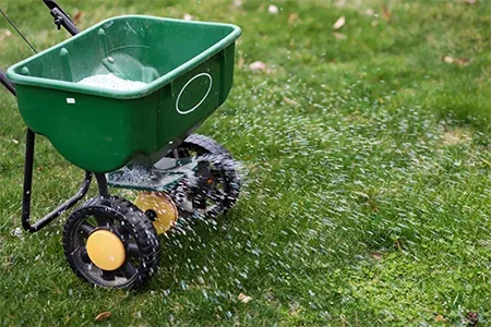 seeding lawn