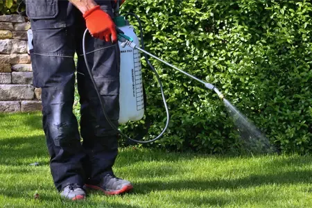 spraying weeds