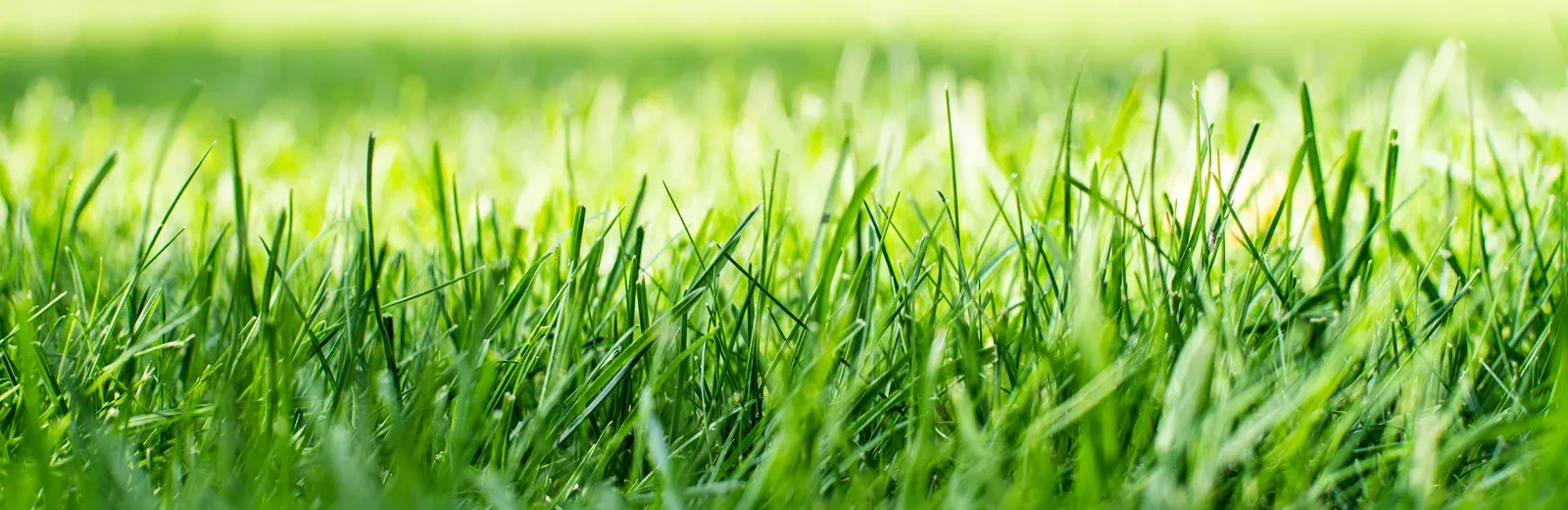 grass bg