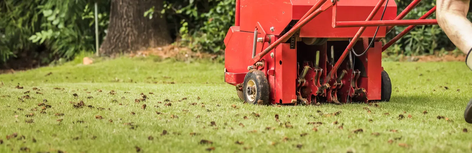 aerating lawn