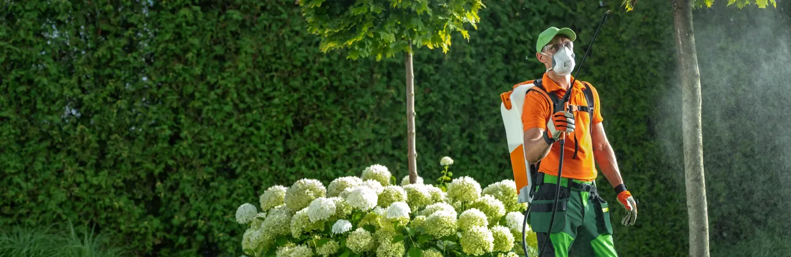 Man spraying trees and shrubs 